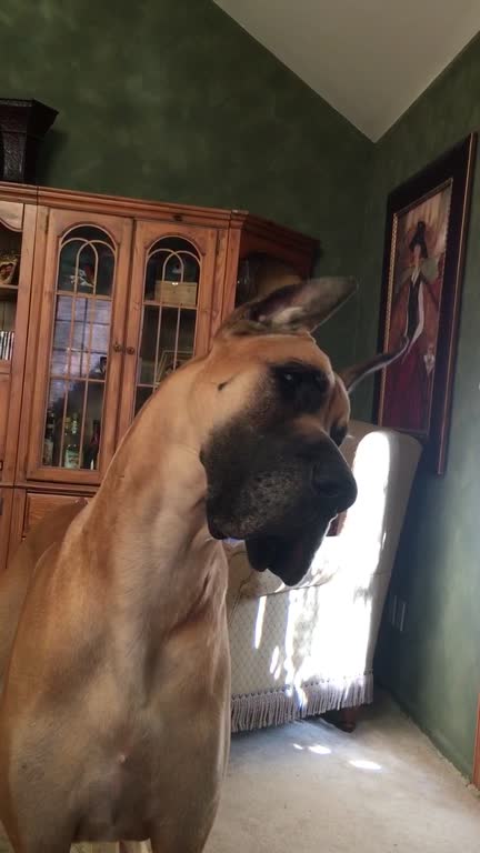 Great Dane tilting head, looking curious