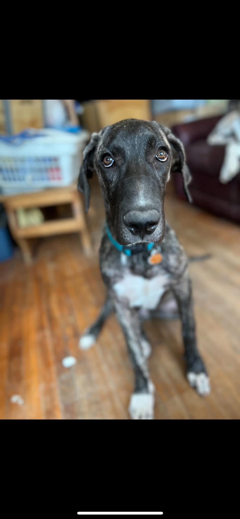 Yeti the Great Dane