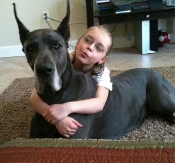 Great Dane puppy training with kids